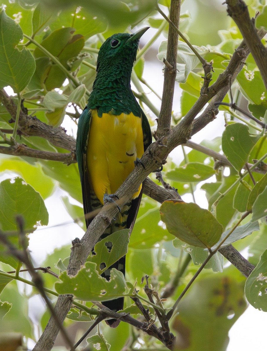 African Emerald Cuckoo - ML629082153
