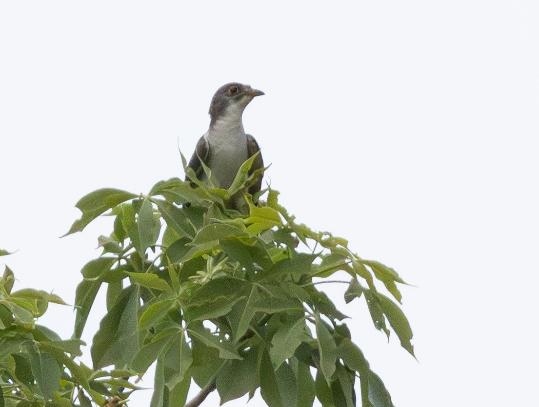 Thick-billed Cuckoo - ML629082157