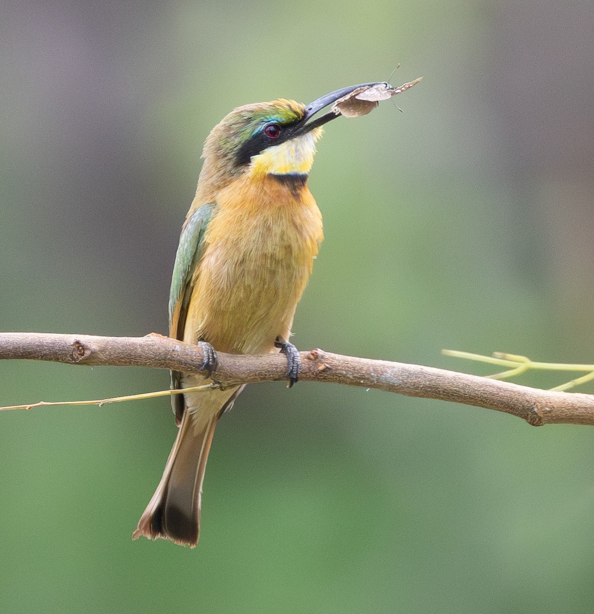 Little Bee-eater - ML629082159