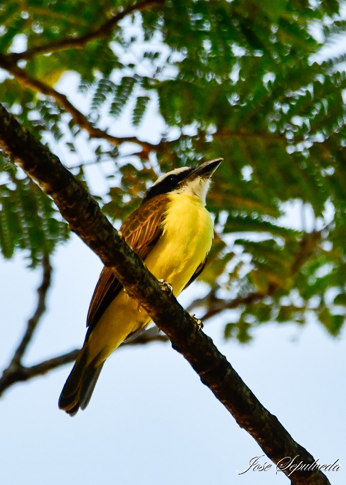 Boat-billed Flycatcher - ML629082192