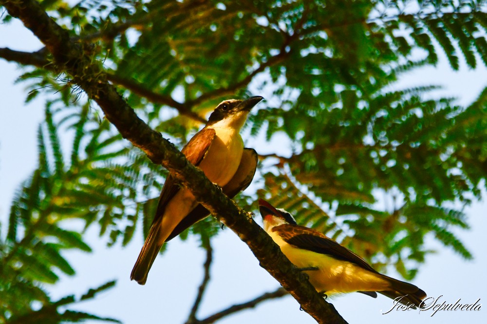 Boat-billed Flycatcher - ML629082193