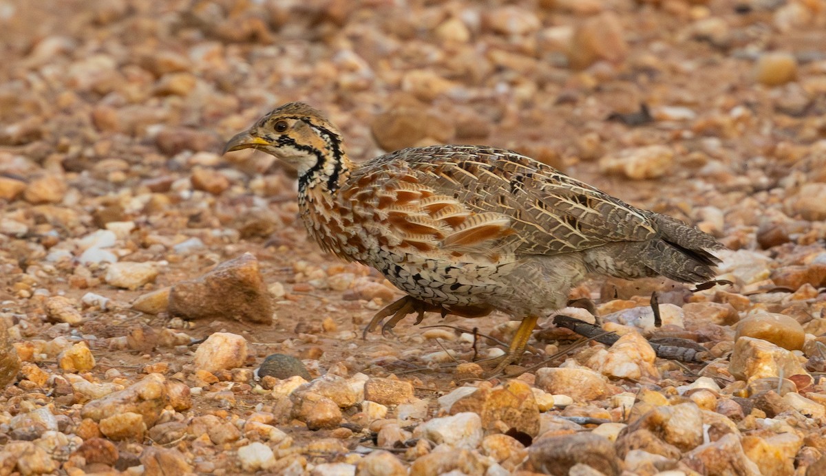 Shelley's Francolin - ML629082247
