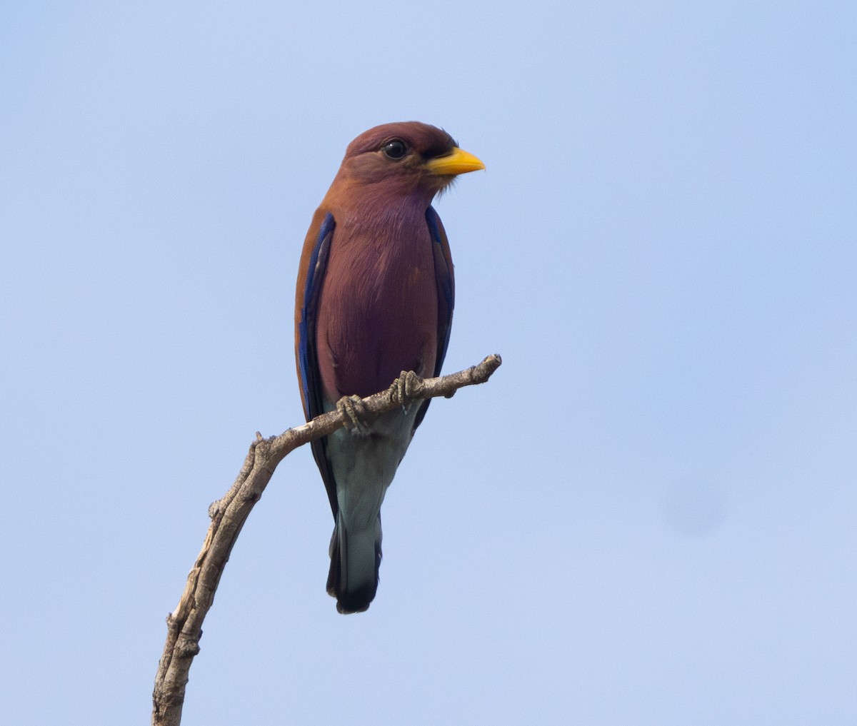 Broad-billed Roller - ML629082258