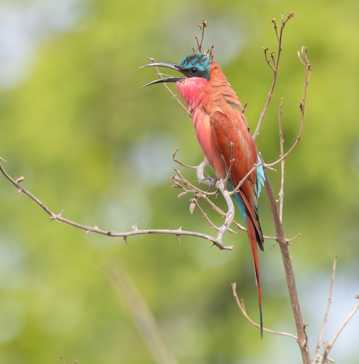 Southern Carmine Bee-eater - ML629082264