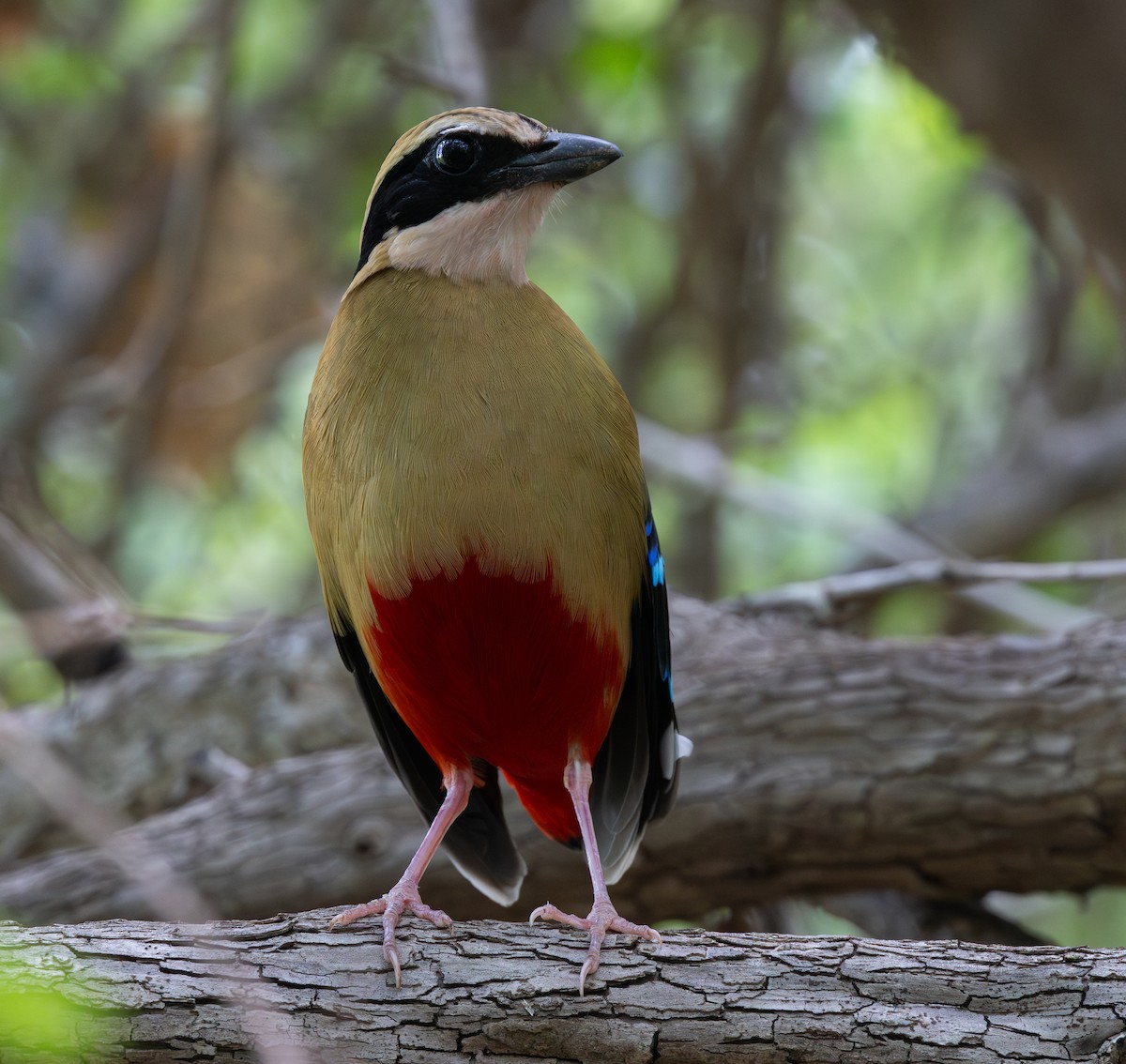 African Pitta - ML629082269