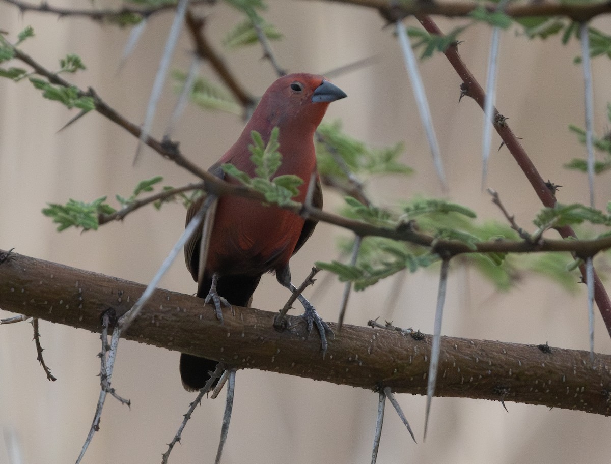 Jameson's Firefinch - ML629082299