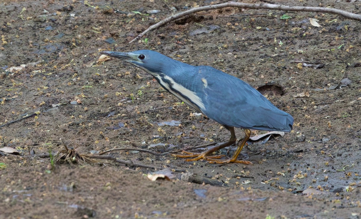 Dwarf Bittern - ML629082317
