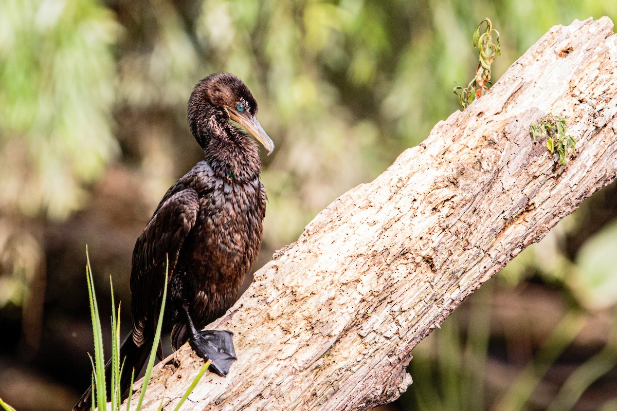 Neotropic Cormorant - ML629082328