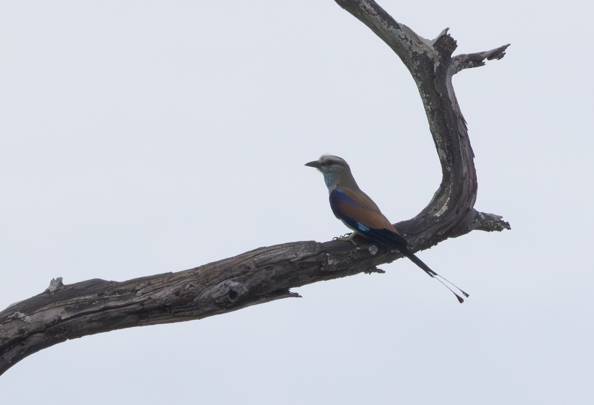 Racket-tailed Roller - ML629082330
