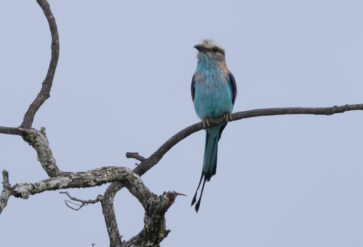 Racket-tailed Roller - ML629082331