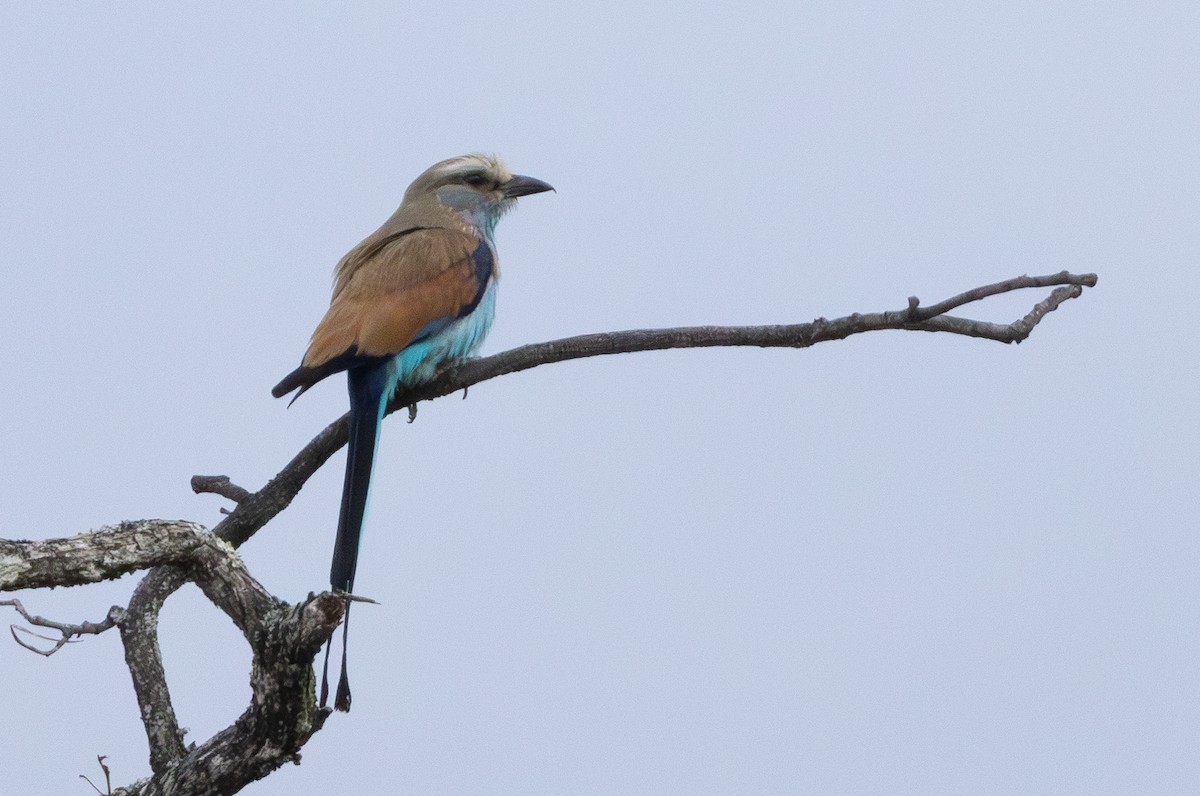 Racket-tailed Roller - ML629082332