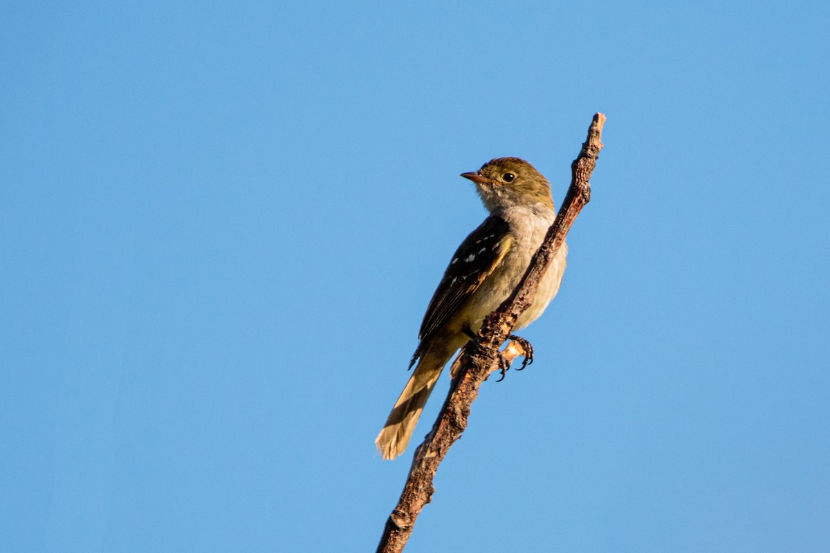 Small-billed Elaenia - ML629082336