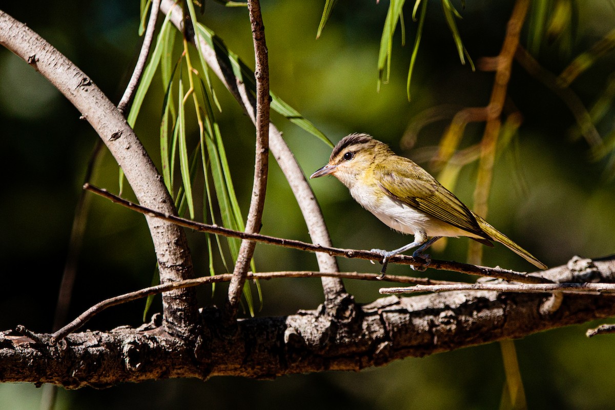 Chivi Vireo - ML629082341