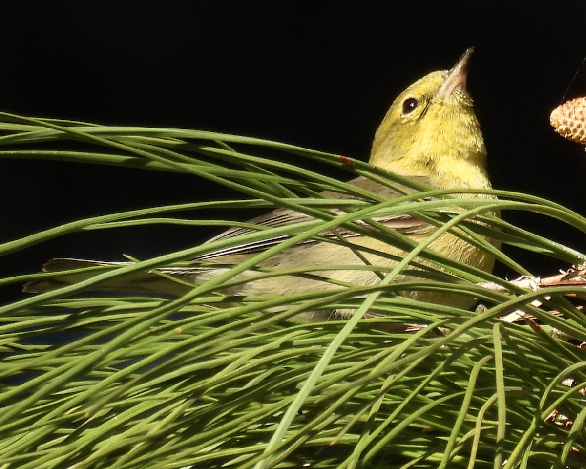 Pine Warbler - ML629082447