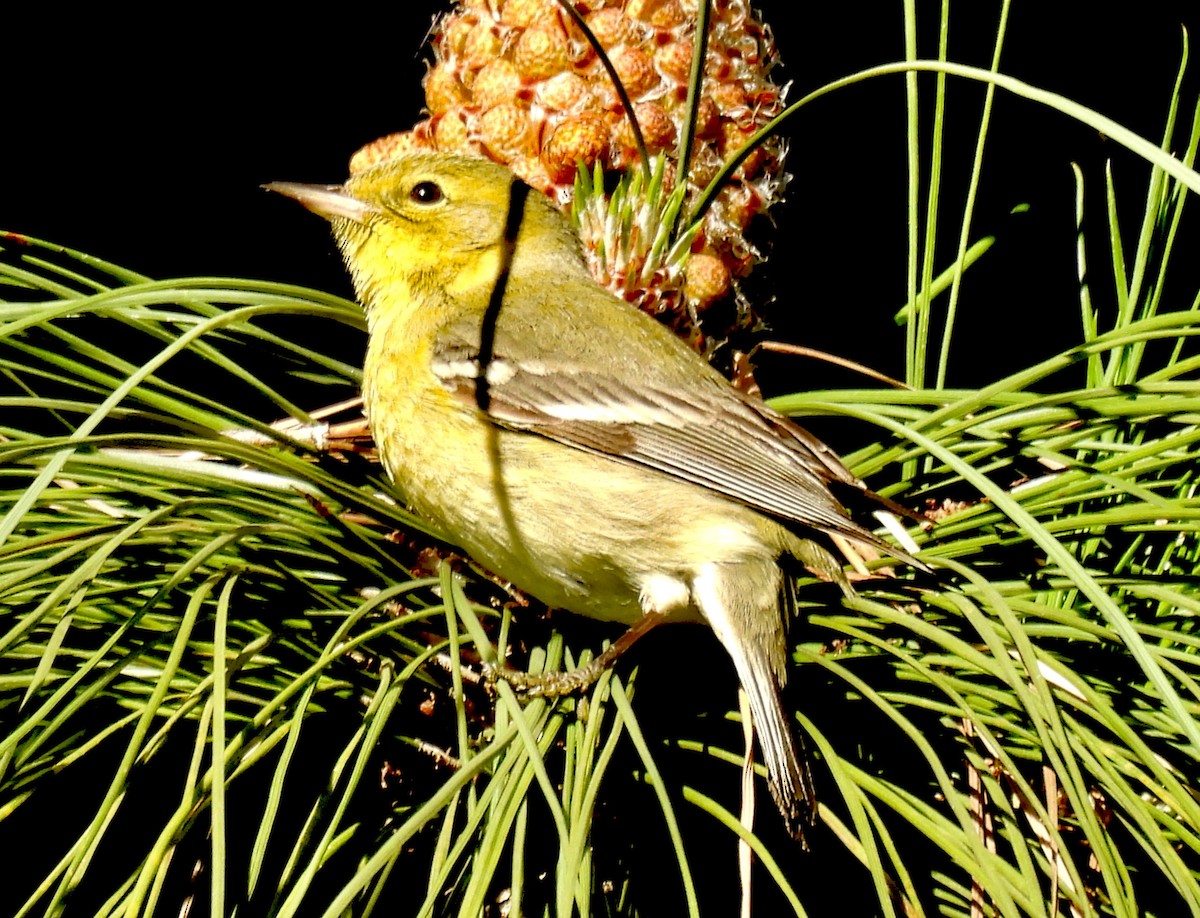 Pine Warbler - ML629082448