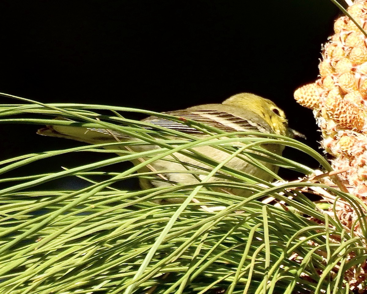 Pine Warbler - ML629082449