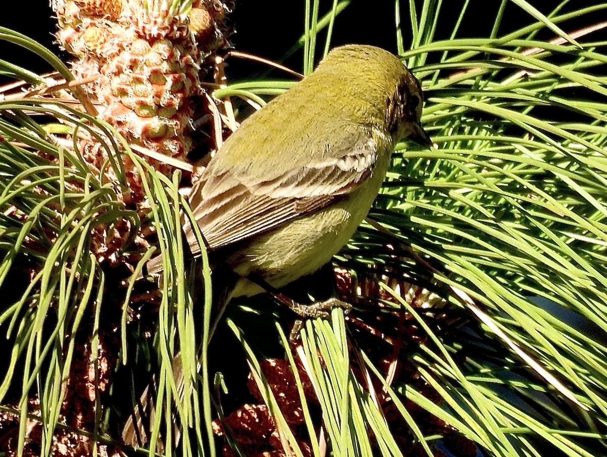Pine Warbler - ML629082450