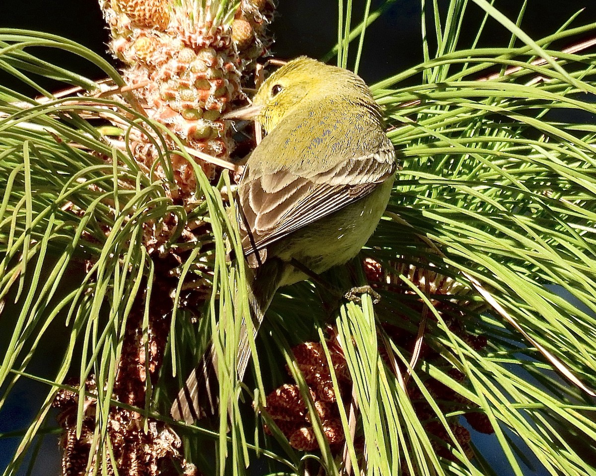 Pine Warbler - ML629082451