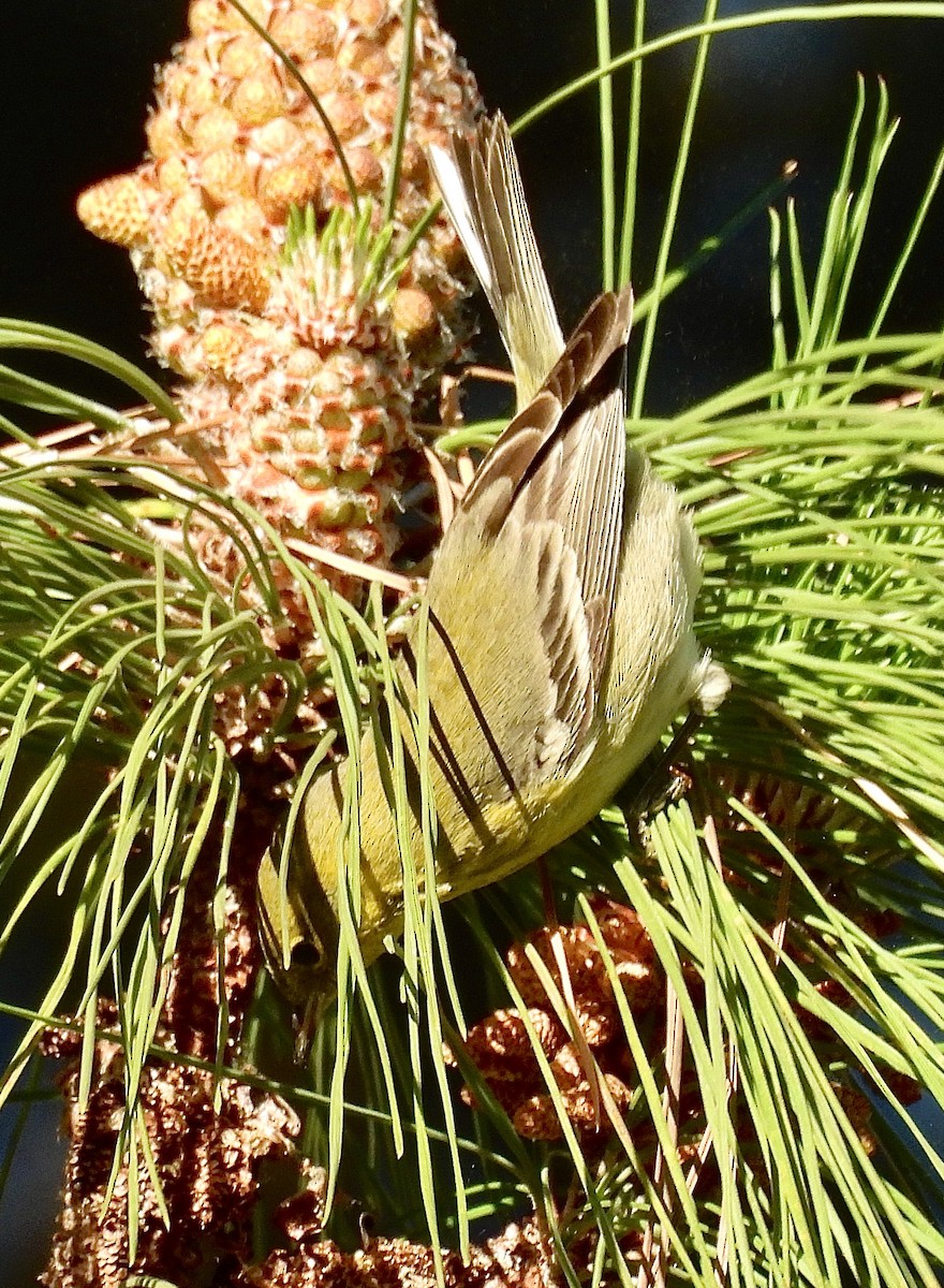 Pine Warbler - ML629082452
