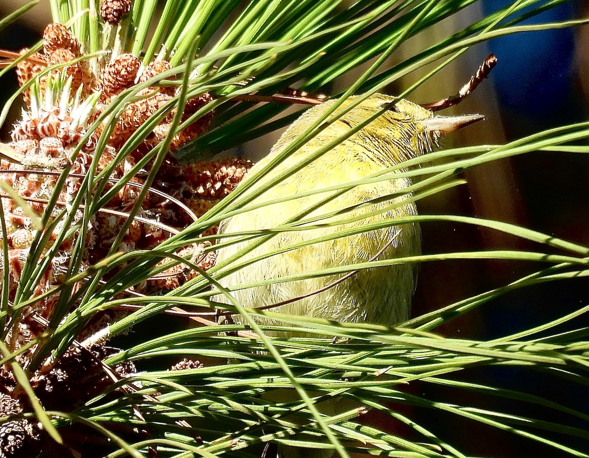 Pine Warbler - ML629082453