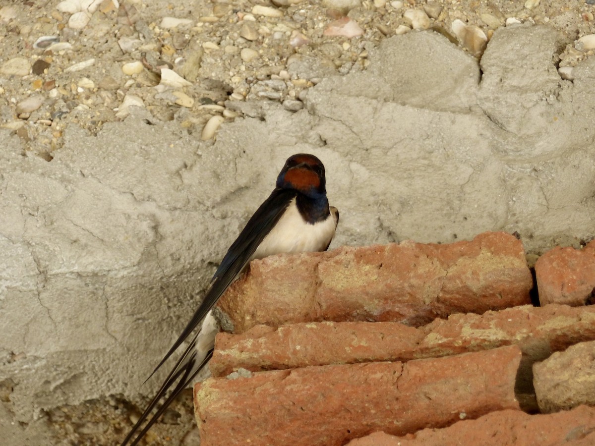 vlaštovka obecná (ssp. rustica) - ML629082456