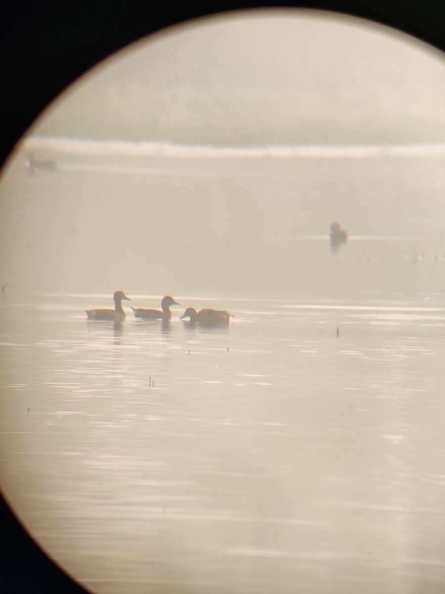 Ferruginous Duck - ML629082555