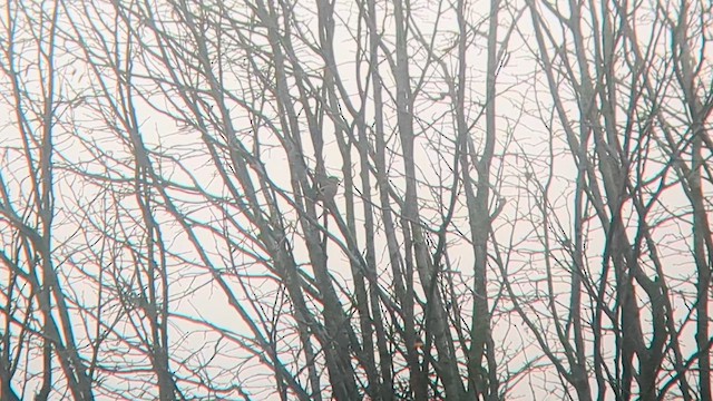 Hawfinch - ML629082924