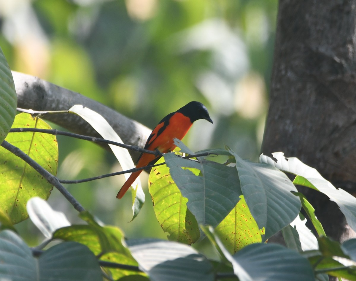 Scarlet Minivet - ML629082933