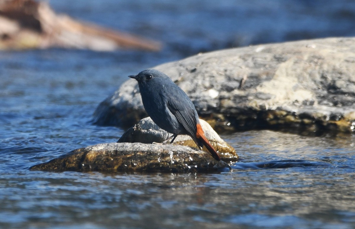 Plumbeous Redstart - ML629083047