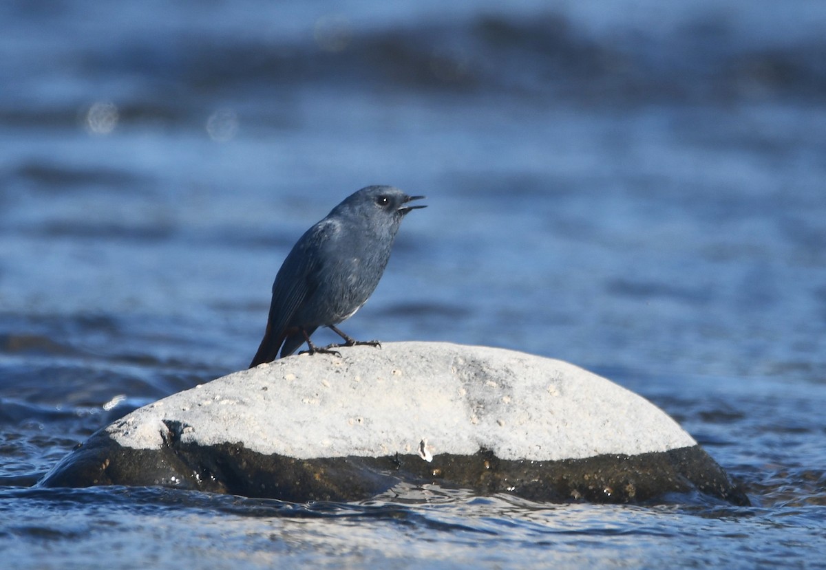 Plumbeous Redstart - ML629083048