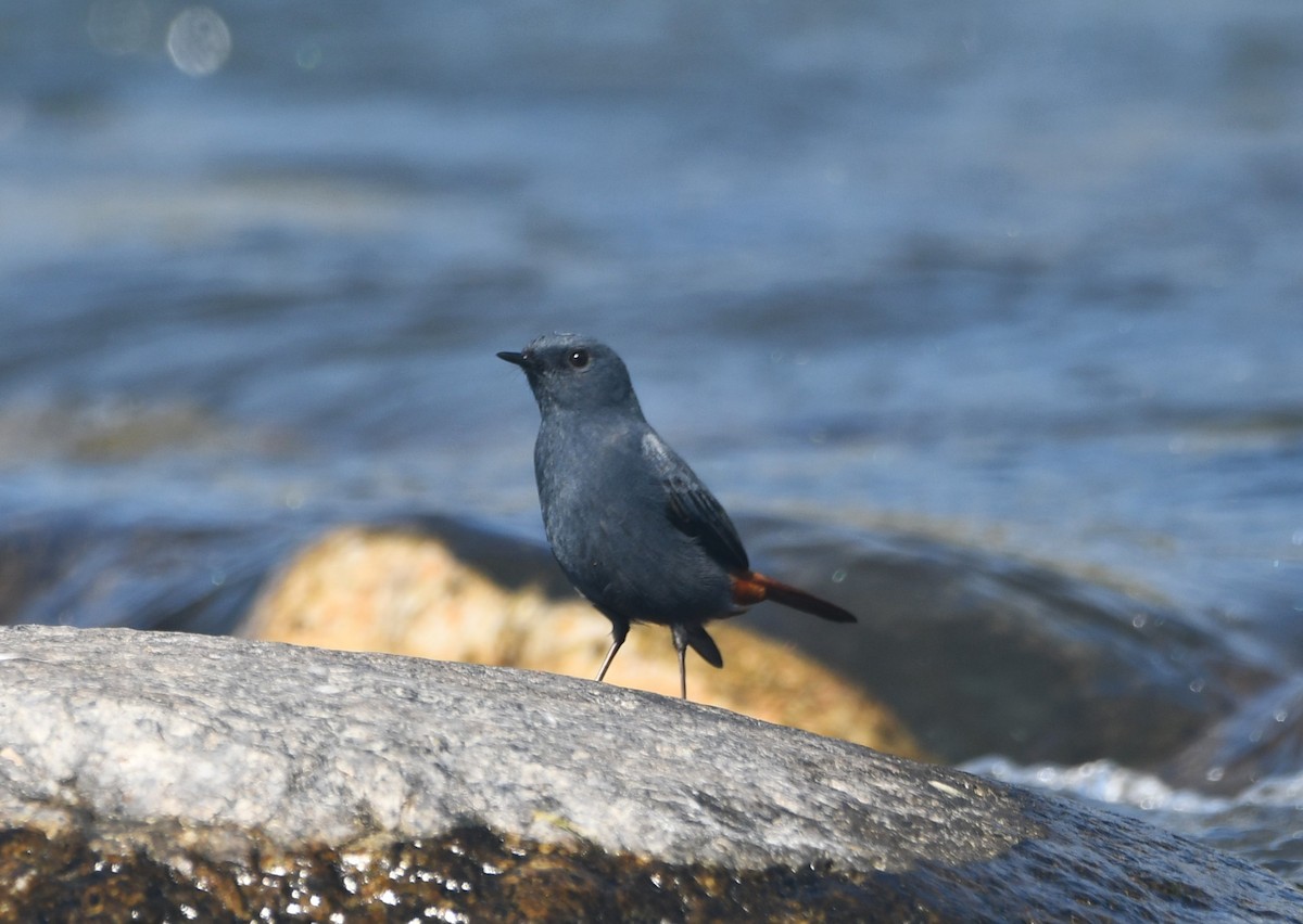 Plumbeous Redstart - ML629083049