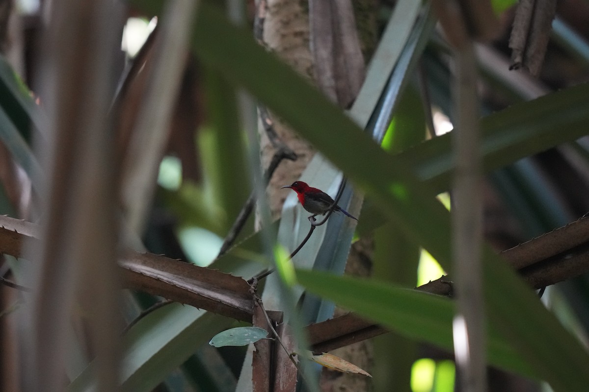 Crimson Sunbird - ML629083074