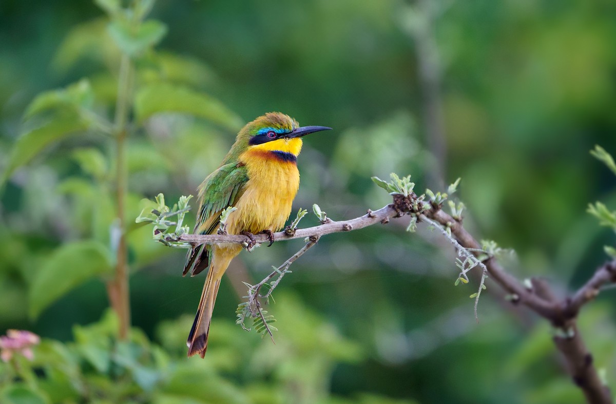 Little Bee-eater - ML629083079