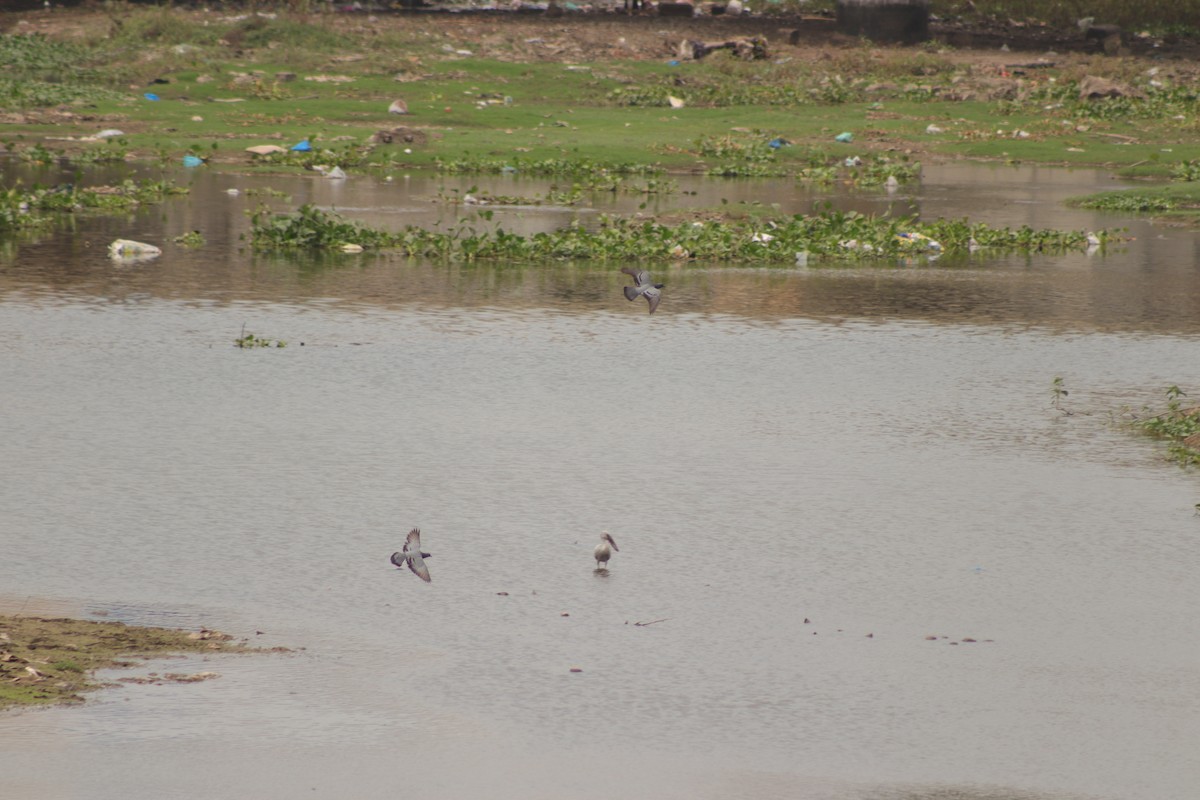 Rock Pigeon (Feral Pigeon) - ML629083136