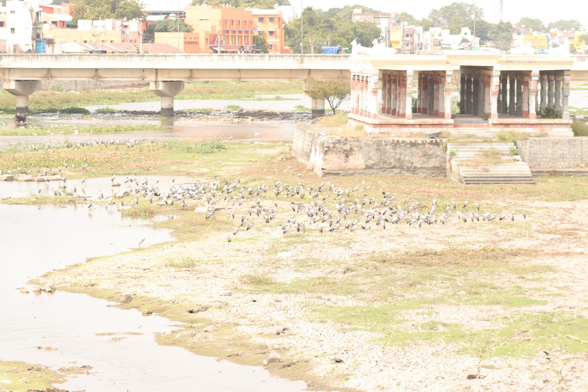 Asian Openbill - ML629083167