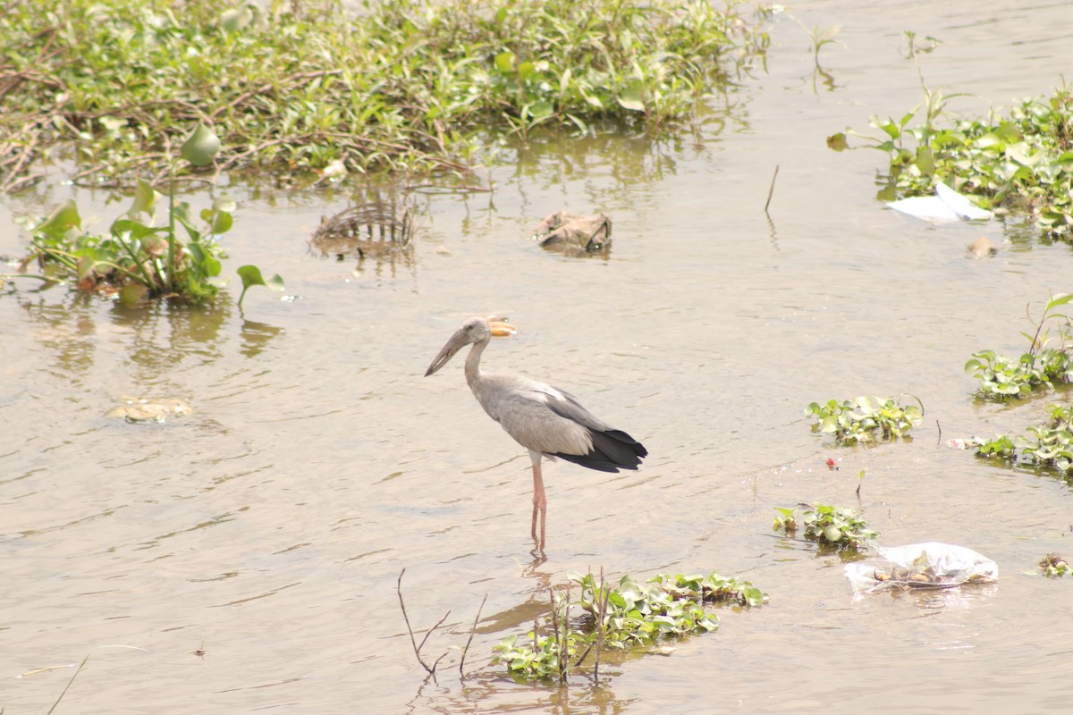 Asian Openbill - ML629083190