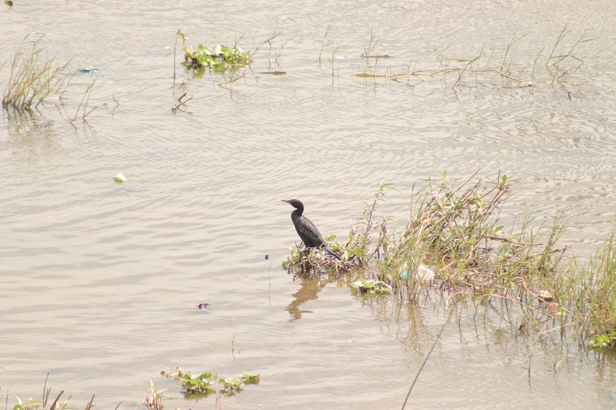 Little Cormorant - ML629083198