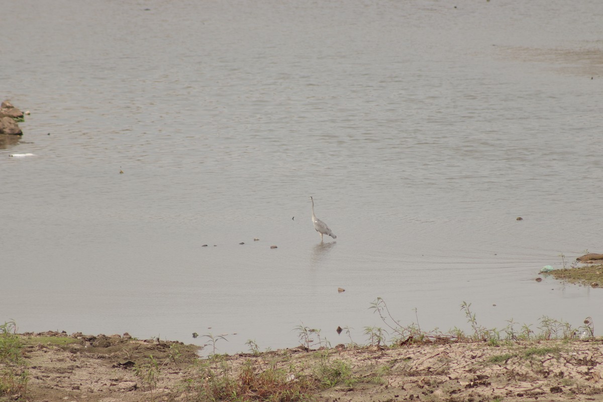 Gray Heron - ML629083211