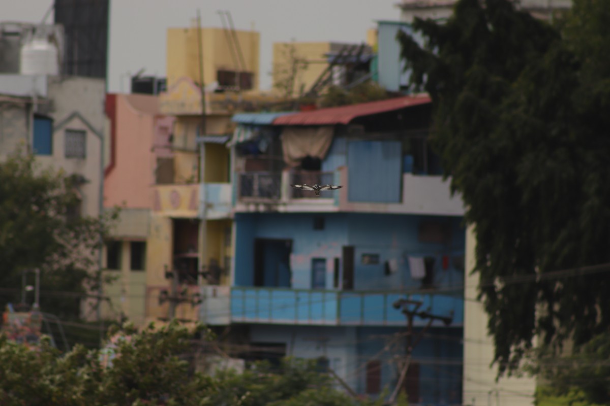 Pied Kingfisher - ML629083224