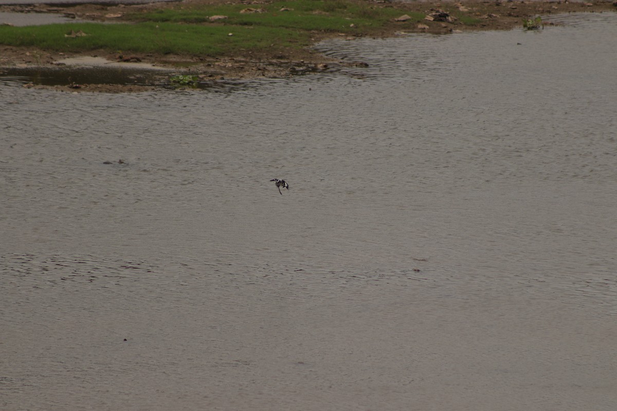 Pied Kingfisher - ML629083225