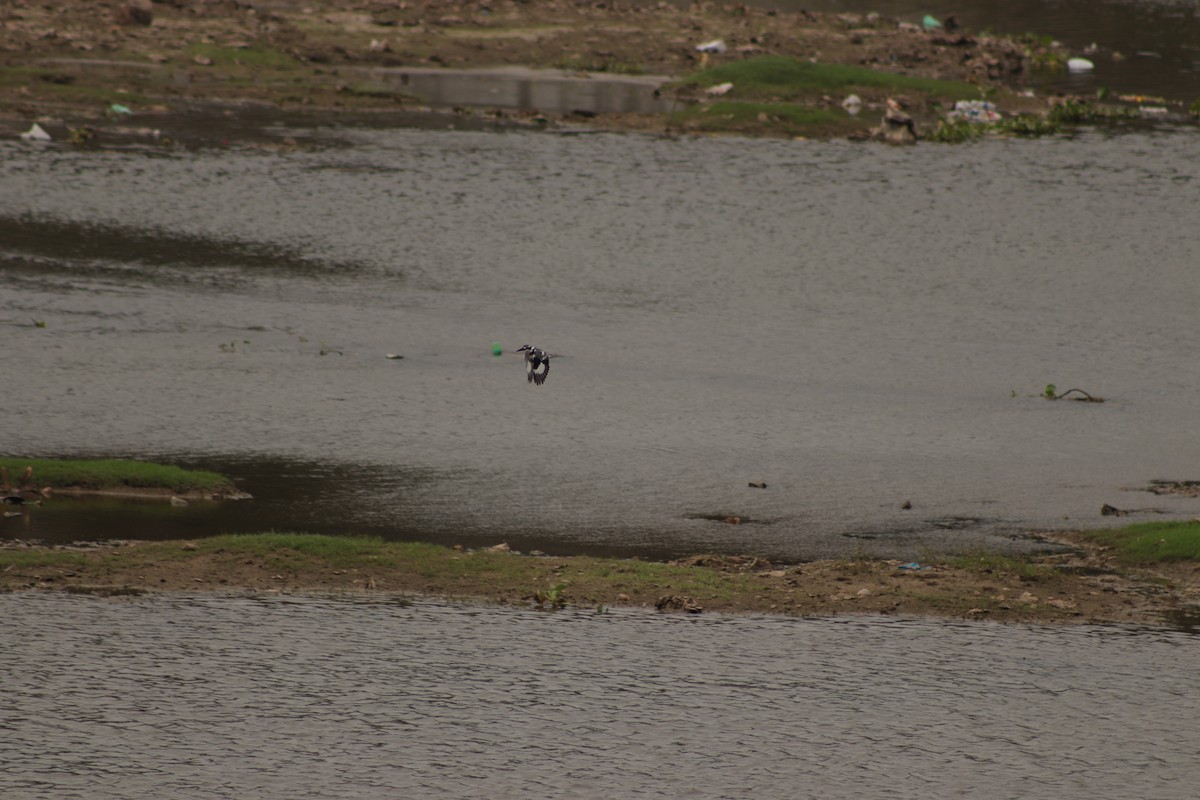 Pied Kingfisher - ML629083226
