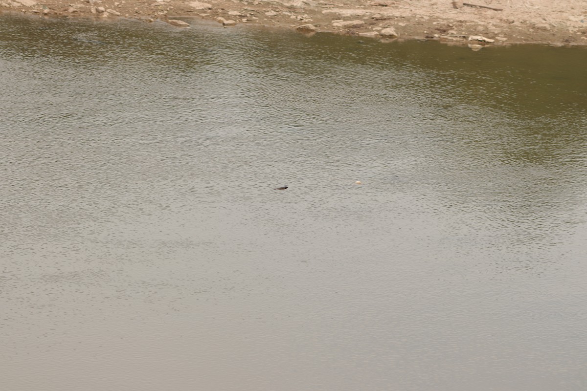 Barn Swallow - ML629083246