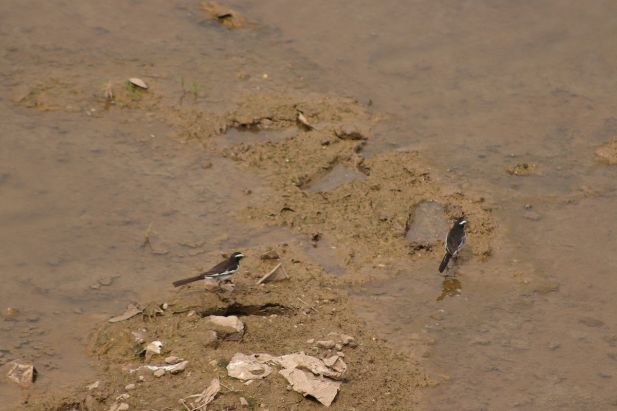 White-browed Wagtail - ML629083259