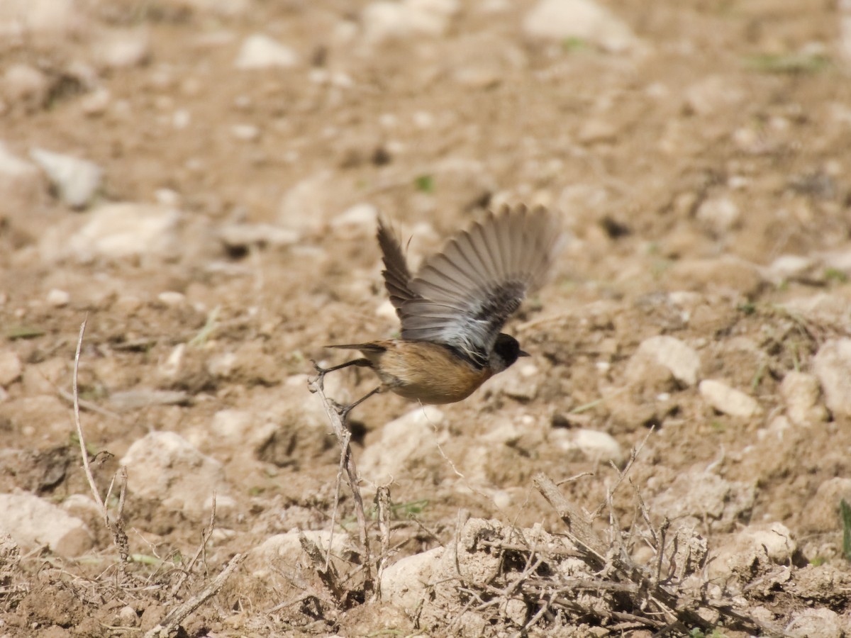 European Stonechat - ML629083270