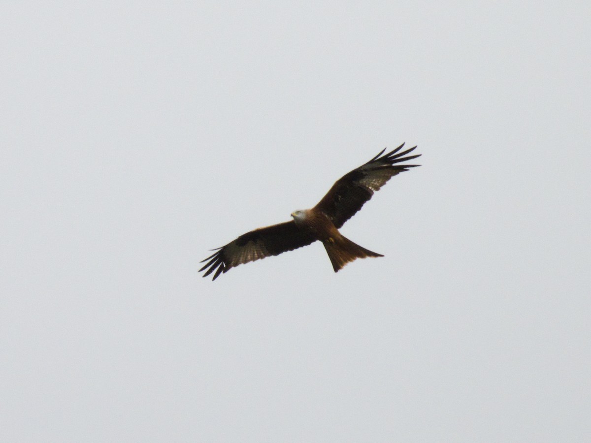 Red Kite - ML629083281