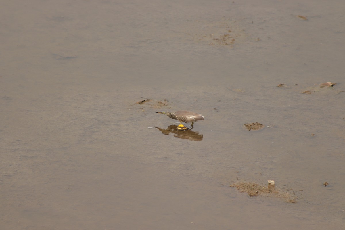 Indian Pond-Heron - ML629083282