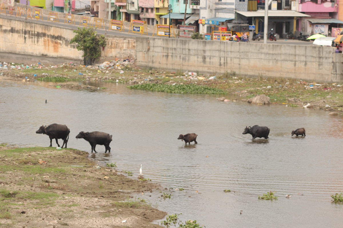 Little Egret - ML629083305