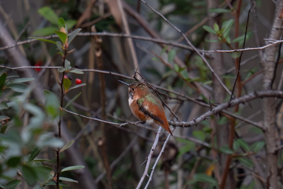 Allen's Hummingbird - ML629083498
