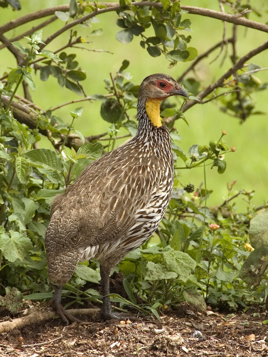 Yellow-necked Spurfowl - ML629083572