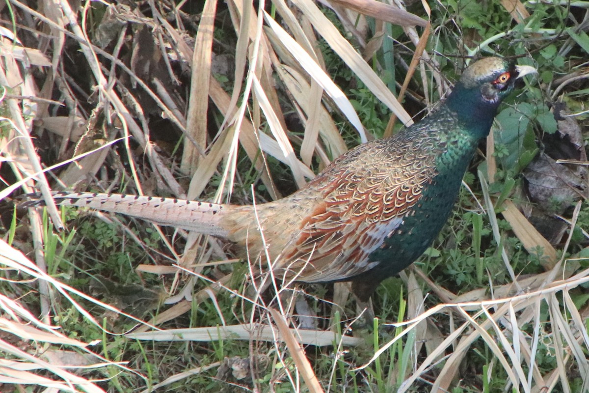 Green Pheasant - ML629083583